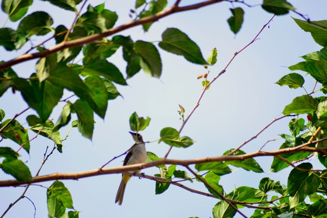 Bird on a Mulberry Tree