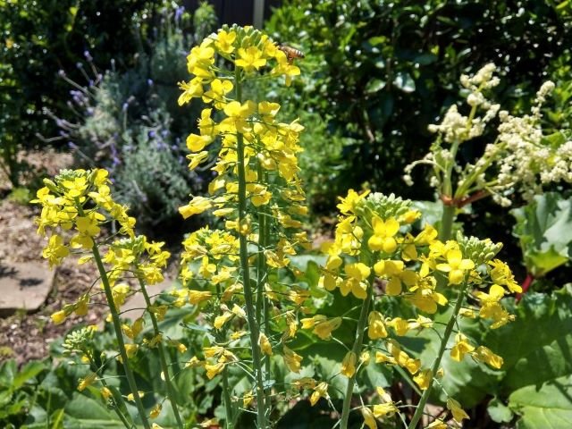 Flowering Broccoli