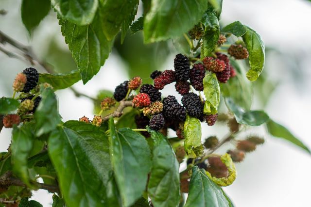 Fruiting Mulberry Tree