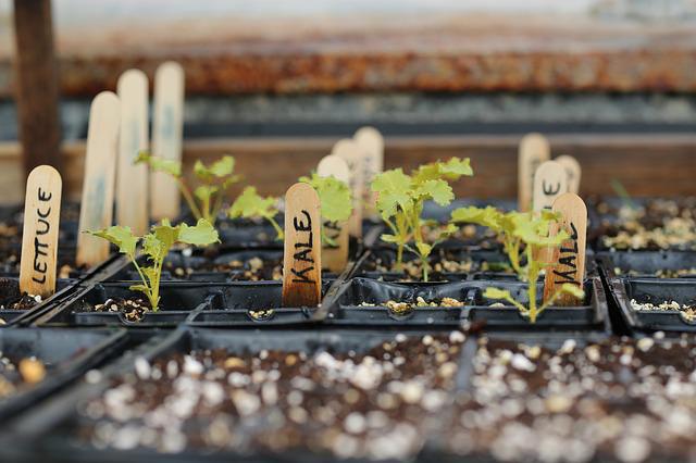 Kale seedlings with yellow leaves.