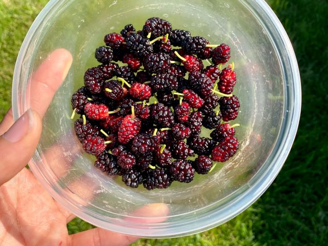 Small Mulberries