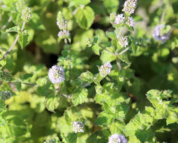 Flowering mint plants in the garden.