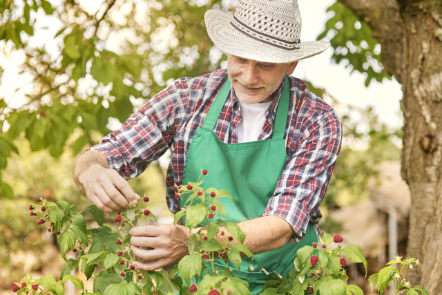 An old man harvesting raspberries under a tree.
