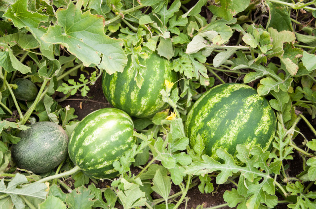 Overcrowded watermelon in a plant