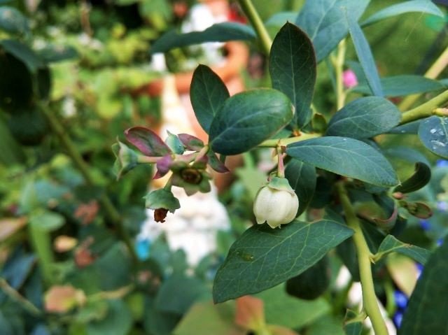 Blueberry Bush with Flowers
