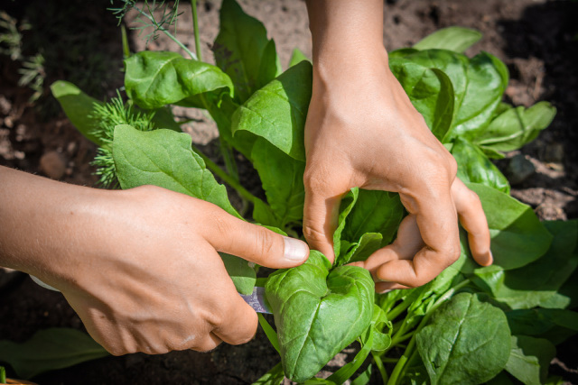 A woman harvesting spinach in the garden