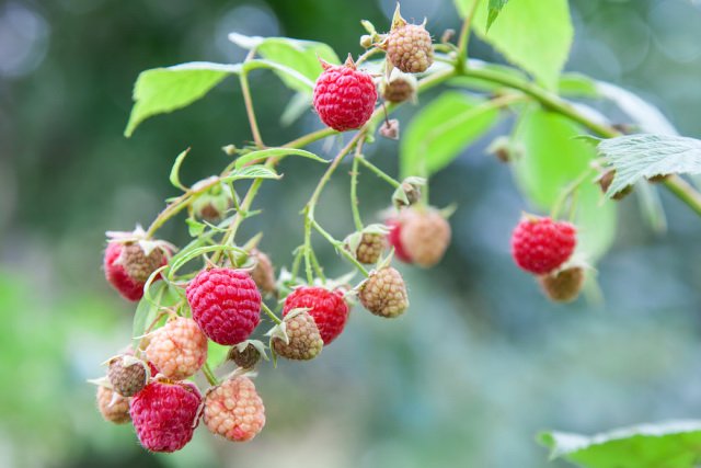 Ripe and unripe raspberries on a branch.