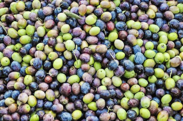 Newly harvested olives