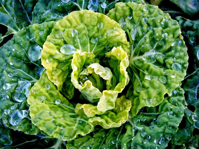 cabbage with dewdrops