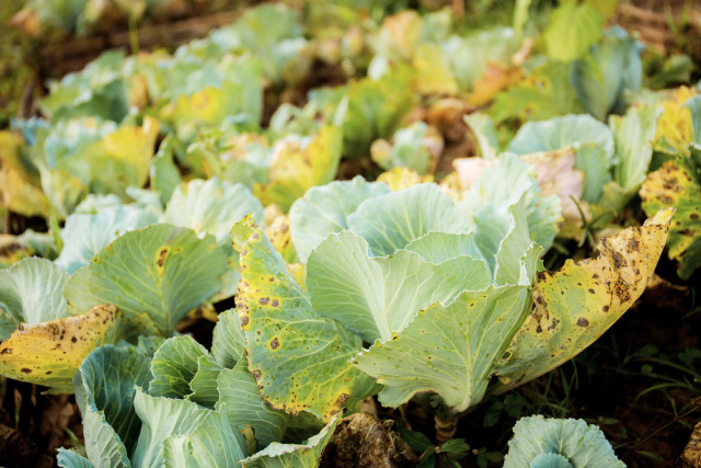 Cabbages in the field turning yellow