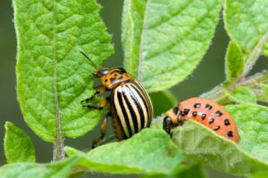 Getting Rid of Potato Bugs Organically: Colorado Potato Beetle