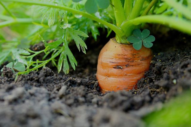 Carrot in the Garden