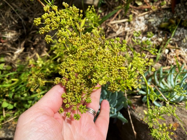 Flowering Parsley Plant