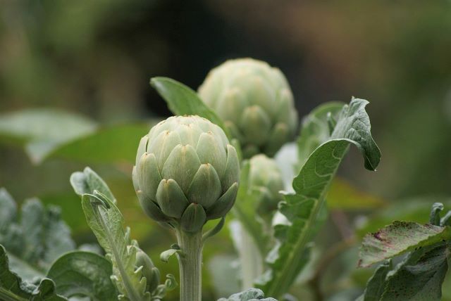 Globe Artichoke Plant