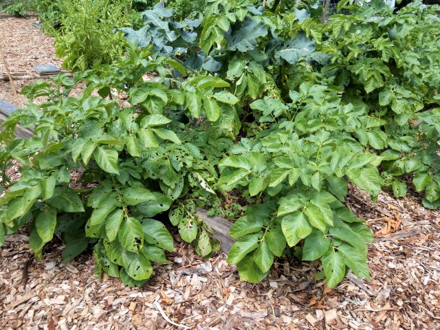 Potato Plants with Pest Damaged Leaves