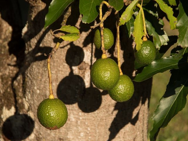Avocados Growing on the Tree