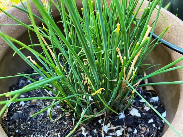 Chive Plant with Yellow and Brown Leaves