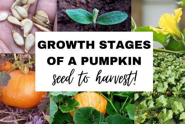 Growth Stages of a Pumpkin