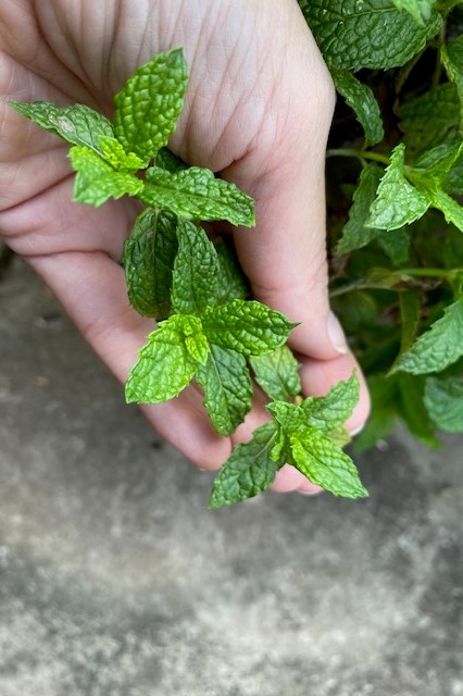 Holding Healthy Mint Leaves