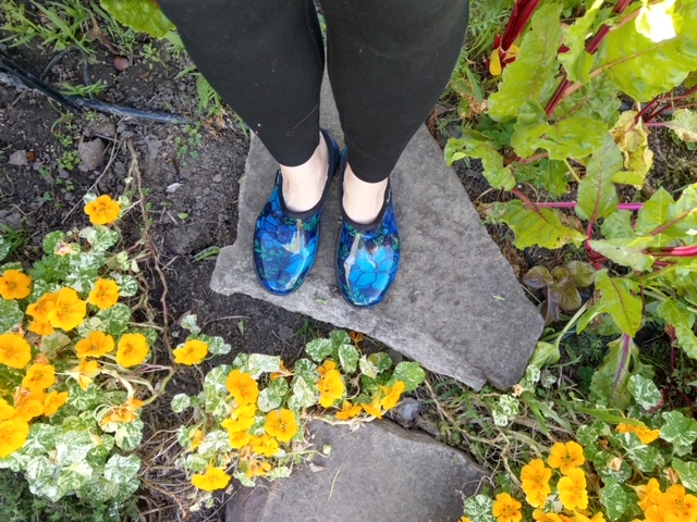 Nasturtium Dying Back