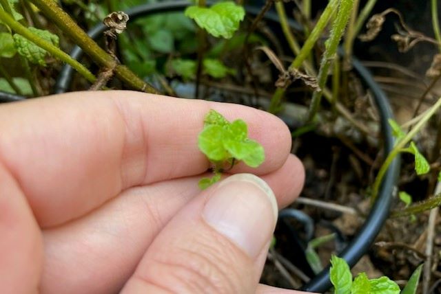 Small Mint Leaves on Plant