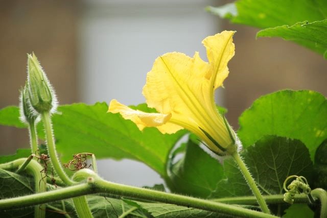 pumpkin vine with flowers