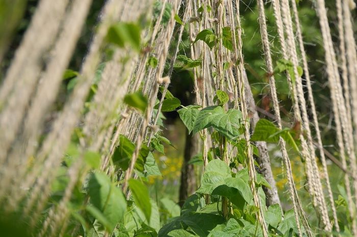 Bean Plants Growing on a Trellis