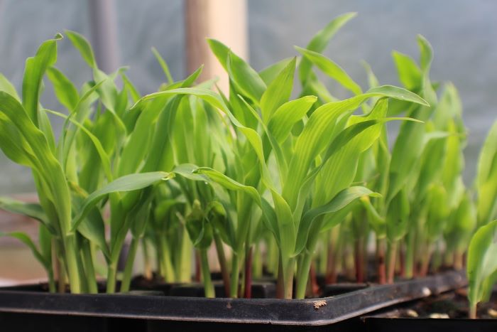 Corn Seedlings