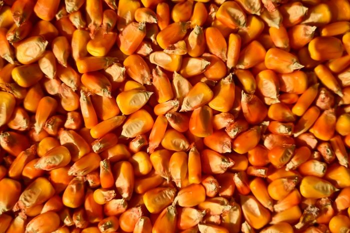 Corn Seeds