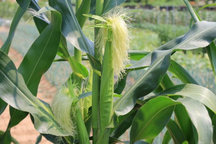 Corn Silk