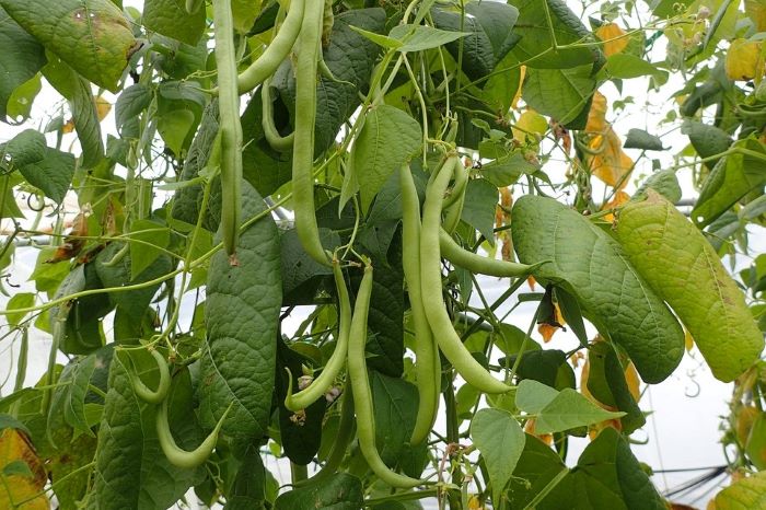 Green Bean Plant with Yellow Leaves