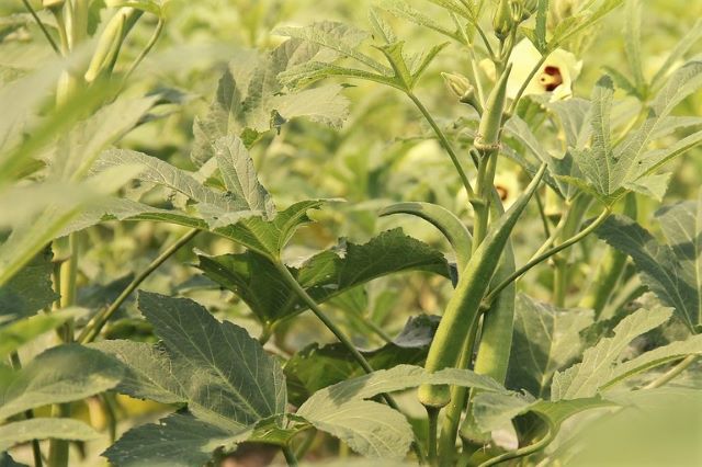 Okra Plant