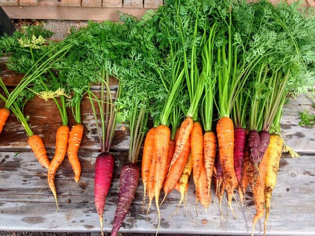Colored Carrots with Leafy Green Tops