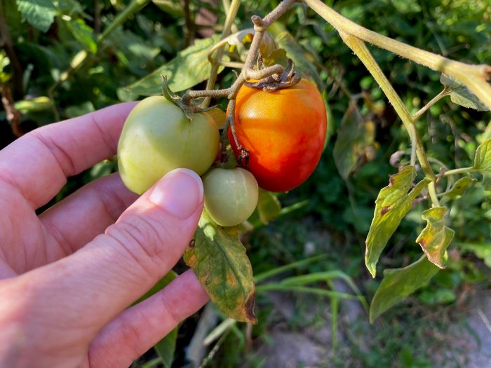 Holding Small Tomatoes