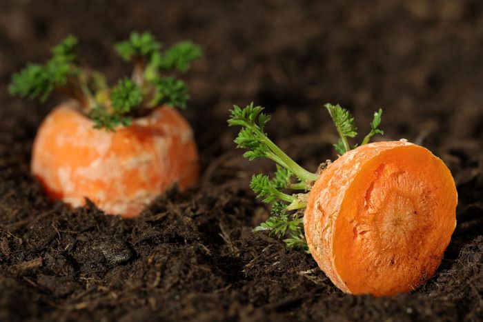 Regrowing Carrot Greens