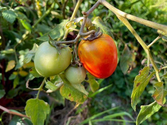 Small Tomatoes Growing on the Vine