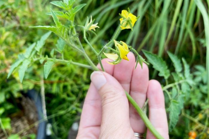 Tomato Plant Flowers