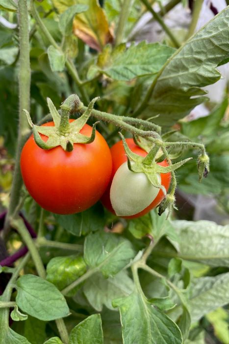 Tomatoes Growing on the Vine