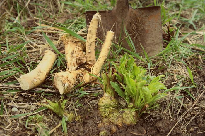 horseradish planted in soil