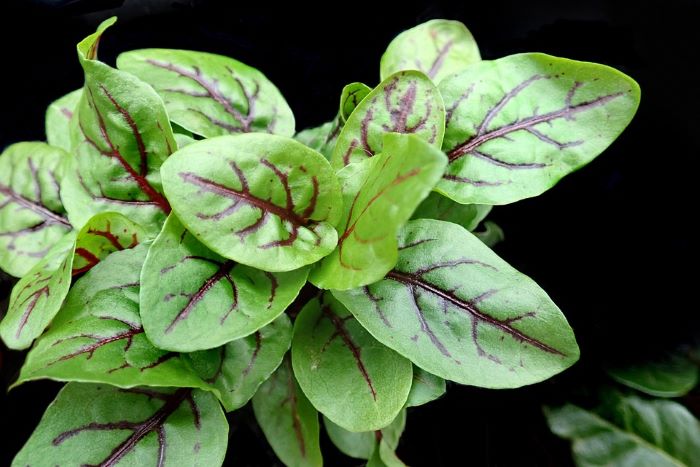 Red Sorrel