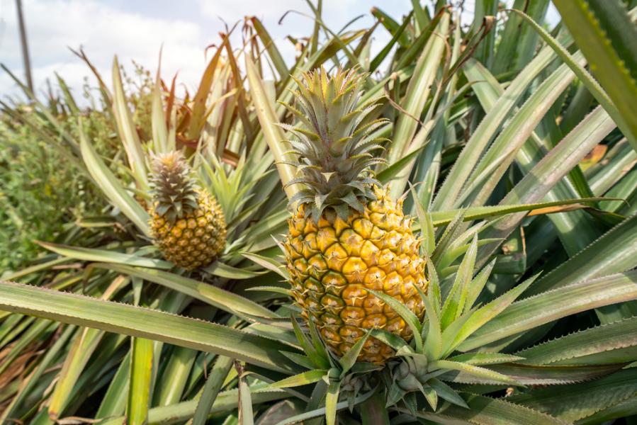 pineapple plants with slips growing in a farm
