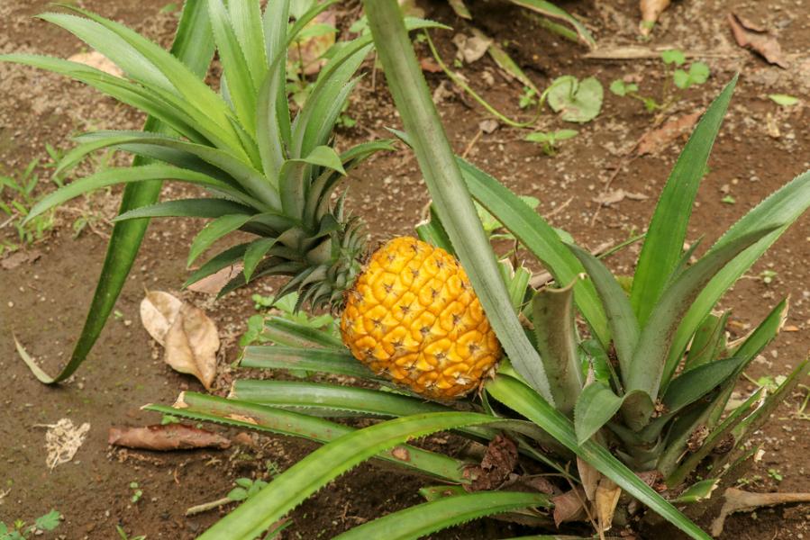 a sucker plant growing from the original pineapple plant
