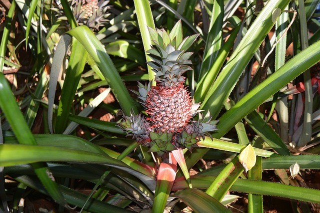 slips growing on a pineapple