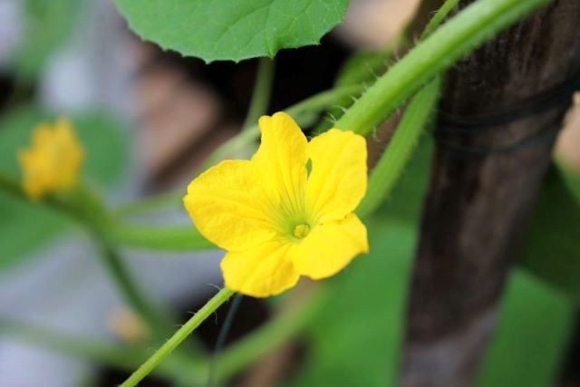 Cantaloupe Flower