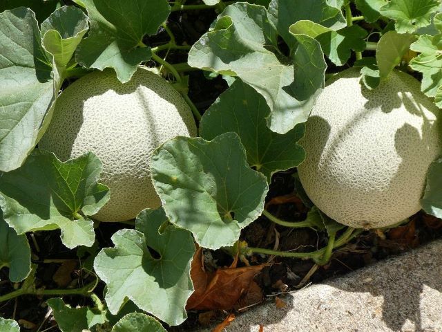 Cantaloupe Growing on the Vine