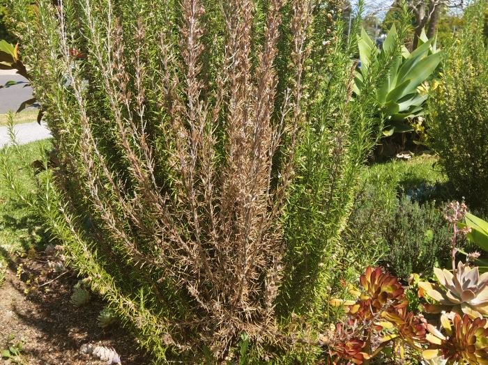Dying Rosemary Plant