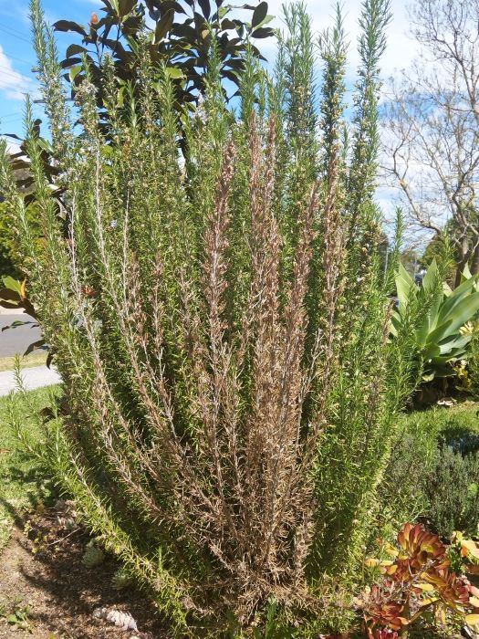 8 Causes of a Dying Rosemary Plant (and How to Fix it)