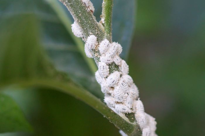 Mealybugs