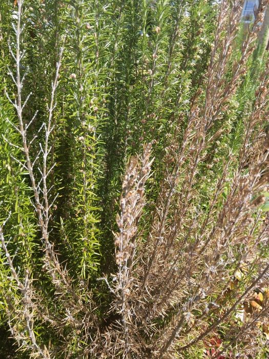 Rosemary with Brown Leaves
