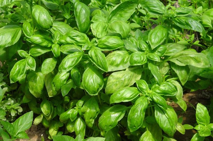 Basil in the Garden